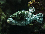 Kugelfisch