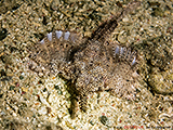 Fl�gelrossfisch