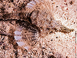Fl�gelrossfisch