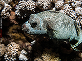 Kugelfisch