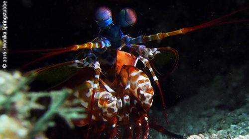 Mantishrimp