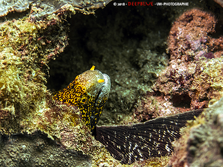 Mur&auml;ne in H&ouml;hle